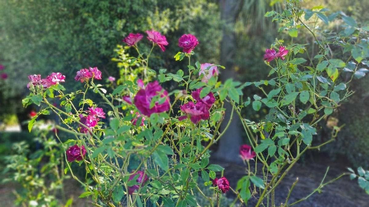 Bidwills Gem Villa Greytown Bagian luar foto